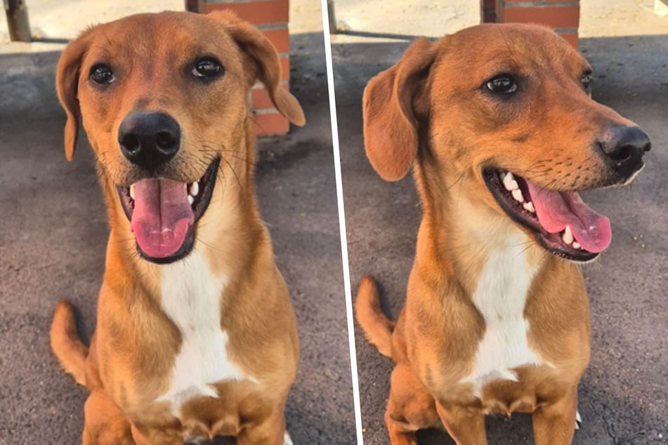 Redbone-Coonhound-Mix-Hündin Amy ist am 2. März 2025 geboren und damit gerade einmal ein Jahr alt.
