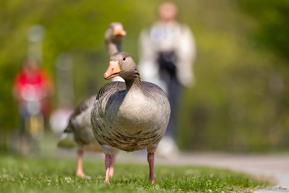 Kaum ein Gewässer haben sie nicht in Beschlag genommen: Zu viele Gänse vertreiben andere Arten, ihr Kot belastet das Gewässer und sie fressen wie die Scheunendrescher.