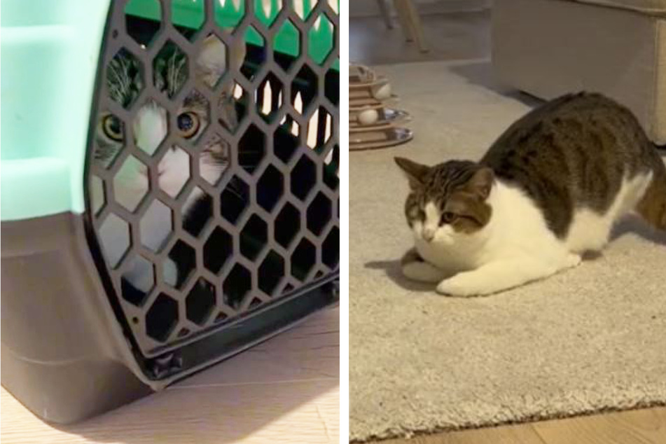 Während Katze Jam nervös durch das Gitter ihrer Box blickt, starrt Artgenossin Figma sie an.