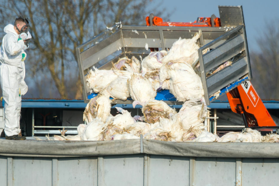 Tote Puten werden 2017 vor einem Geflügelhof in Bayern nach dem Ausbruch der Geflügelpest in einen Container gekippt. Damit Geflügelhöfen in Mecklenburg-Vorpommern nicht ein ähnliches Schicksal droht, rufen Experten zu erhöhter Vorsicht auf. (Archivfoto)