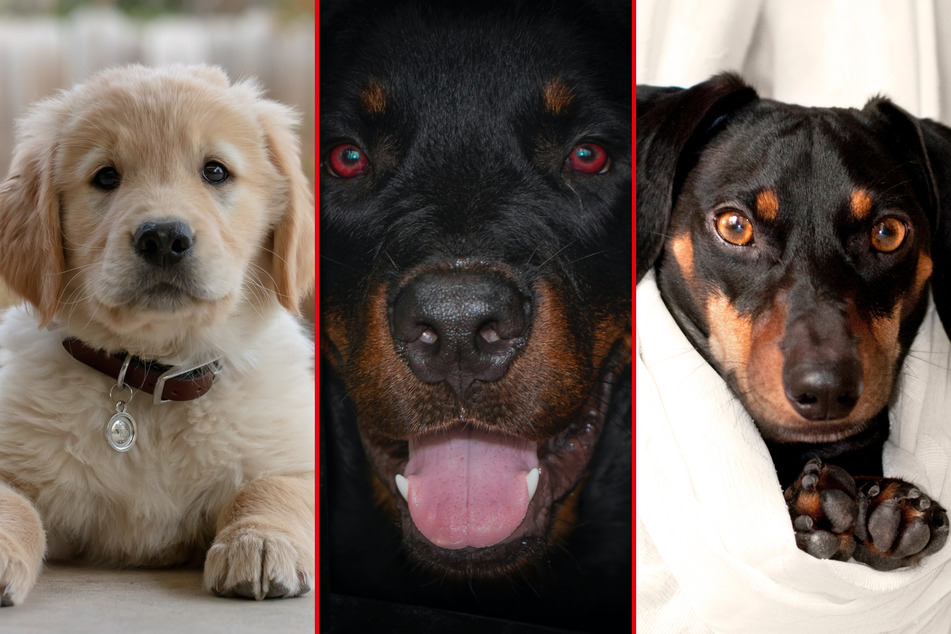 Golden retrievers, rottweilers, and dachshunds are popular dog breeds, but for different reasons.