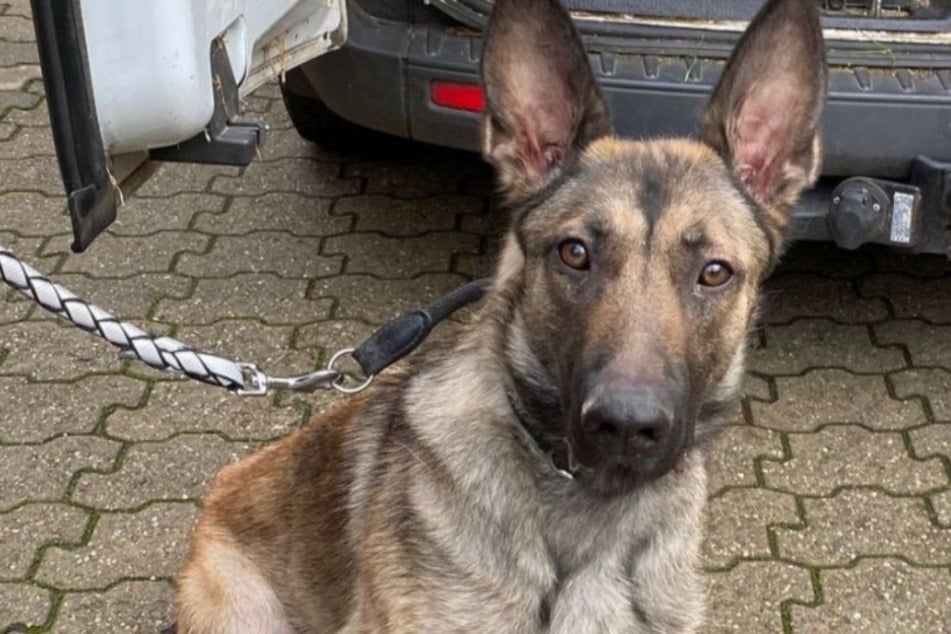 Schäferhündin Alicia landete samt einer merkwürdigen Geschichte im Tierheim Köln-Dellbrück.