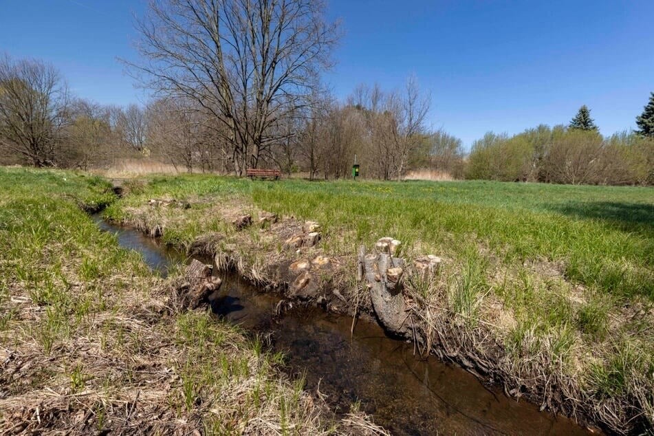 Die gesundheitsschädlichen Ewigkeitschemikalien sind in Dresdner Gewässern aufgetaucht.