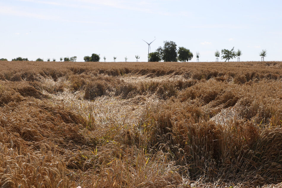 Das Getreide auf diesem Feld ist teilweise plattgedrückt - häufige Regenfälle erschweren die Ernte.