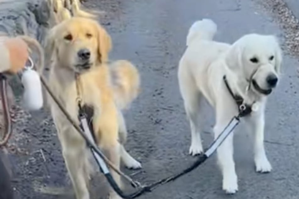 Golden Retriever drehen beim Spazieren plötzlich durch: Als Besitzerin Grund erkennt, lacht sie laut