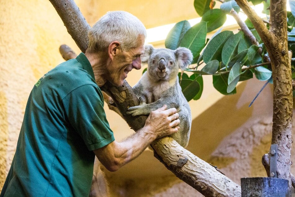 Koala-Männchen Mullaya ist schon zweifacher Papa.