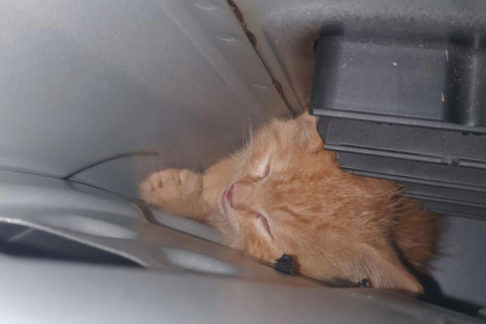 Eine junge Katze hat sich im Auto eingeklemmt. Die Katze hatte sich aus der Transportbox im Auto der Besitzerin befreit und war auf Erkundungstour zwischen Verkleidung und Blech verschwunden.