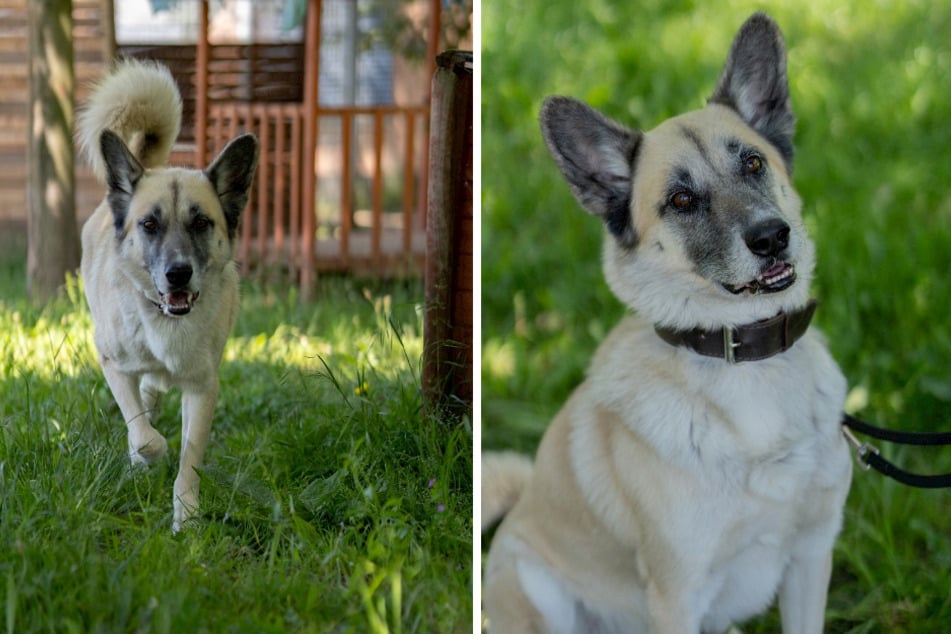 Chester kam als verunsicherter Fundhund ins Tierheim, jetzt sucht er seinen sicheren Hafen