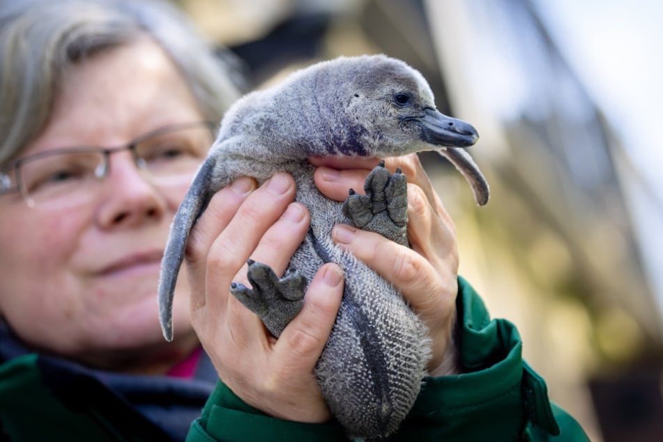 Kerstin Ahnert (62) zeigt einen jungen Pinguin.