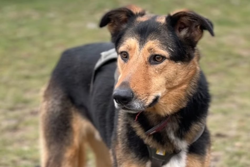 Hund Luca lernt gerade Schritt für Schritt das Leben kennen.