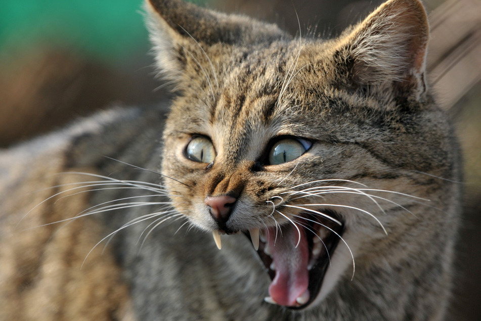 Eine deutsche Wildkatze schaut in die Ferne. Das Artensterben wird viele seltene Tiere verschwinden lassen.