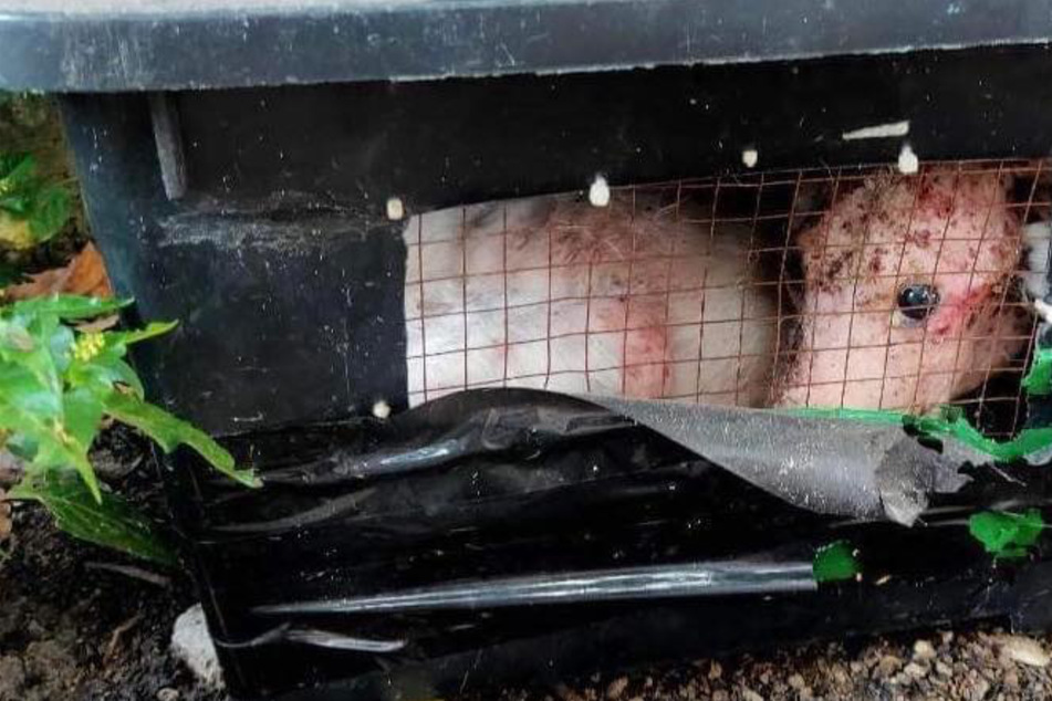 Passanten entdecken merkwürdiges Tier in Plastikbox: Als sie es befreien, sind sie entsetzt