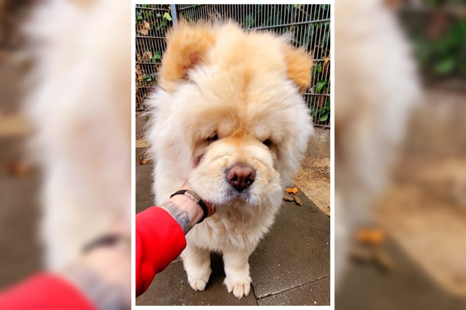 Chow-Chow Bruno hat leider größere gesundheitliche Probleme.