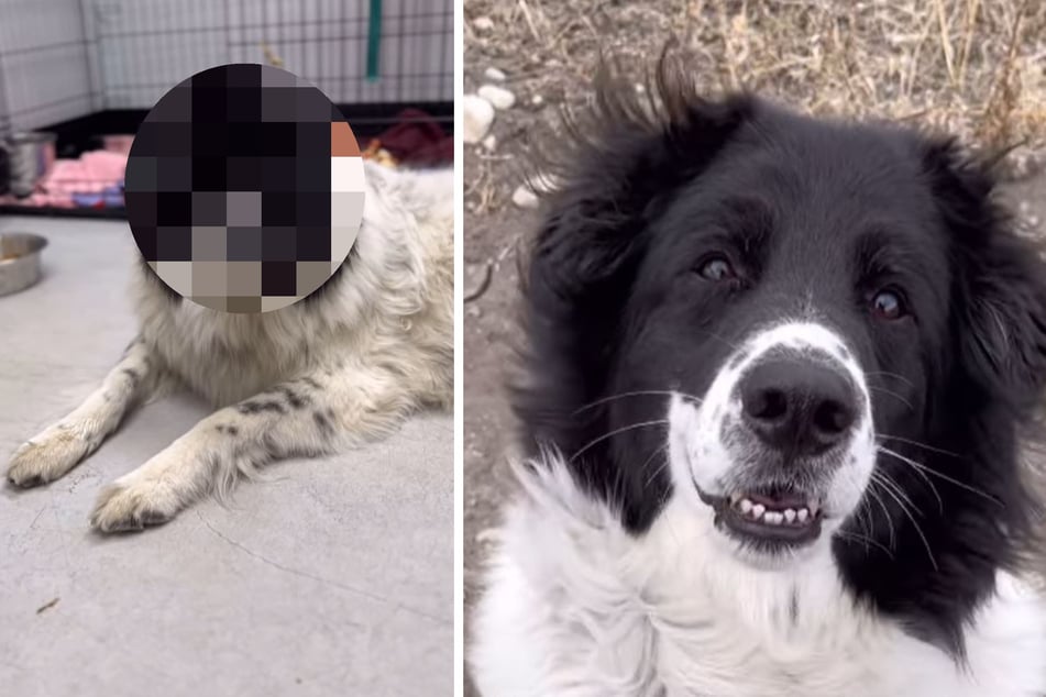 Lebensfroher Hund kommt ins Tierheim: 716 Tage später bricht ihr Anblick vielen das Herz