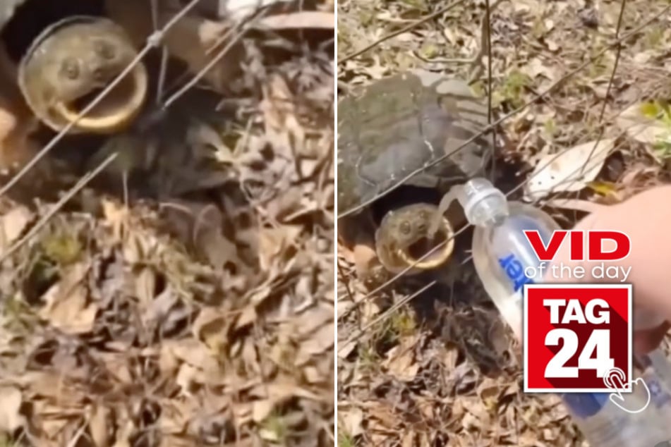 viral videos: Viral Video of the Day for June 17, 2024: Woman hilariously tries giving water to snapping turtle!