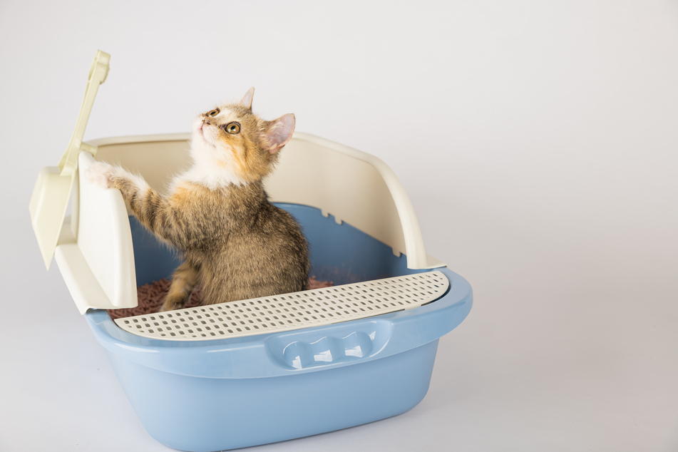 Your cat could just simply be constipated, or a more serious condition could be to blame.