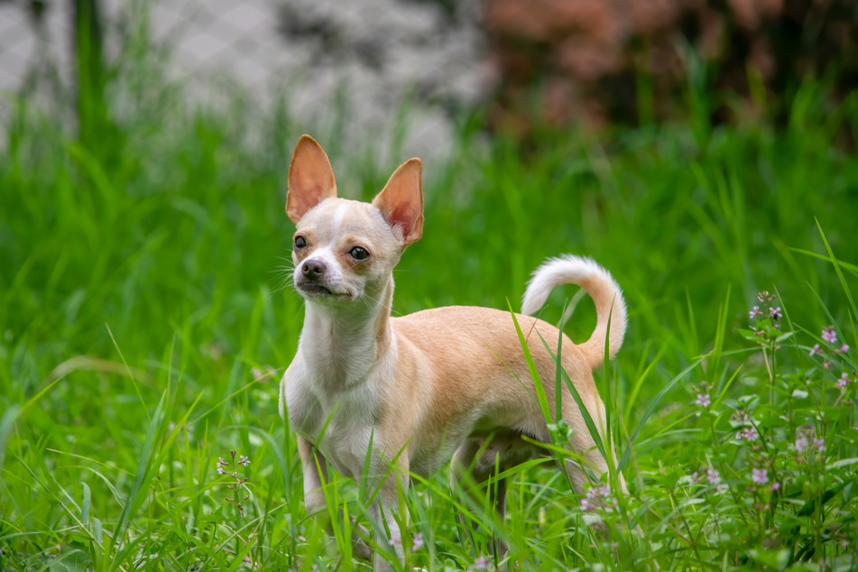 Tiny and loud, the chihuahua is a controversial dog which brings with it mixed opinions.