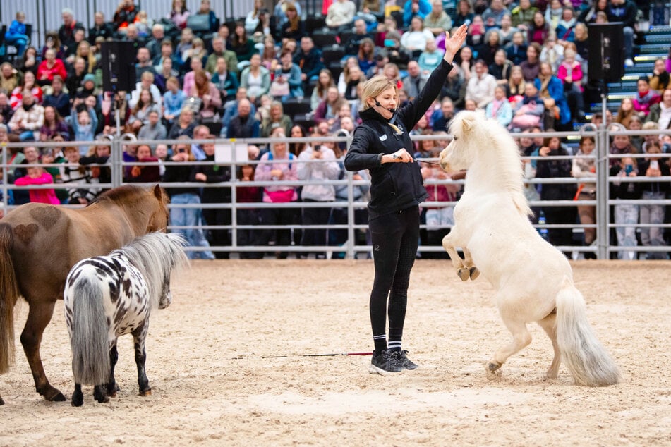 Pferdesportfans aufgepasst: Diese coole Messe im Januar 2026 nicht verpassen