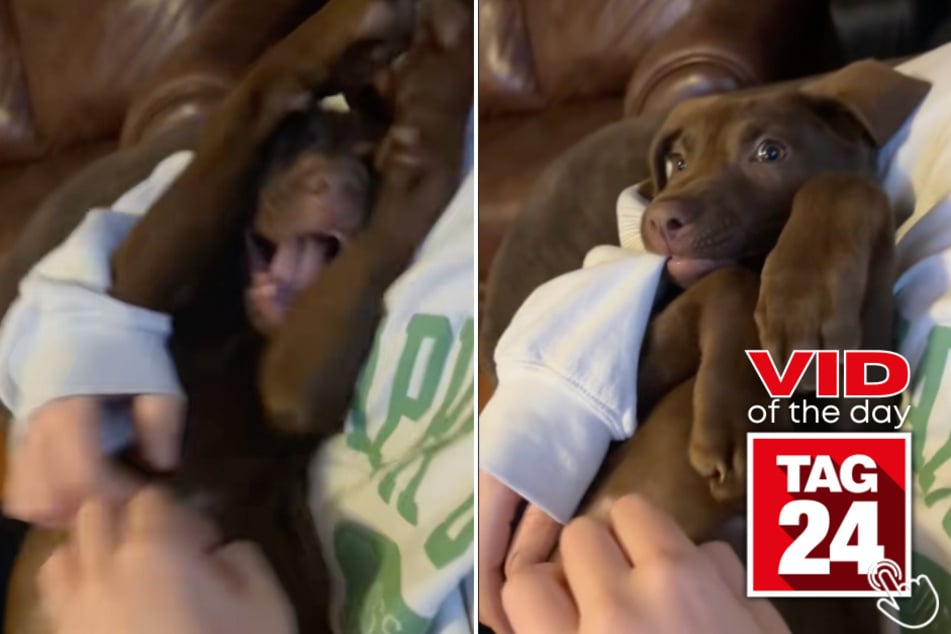 Today's Viral Video of the Day features a chocolate lab named Obi who couldn't resist getting belly scratches from his human mama!