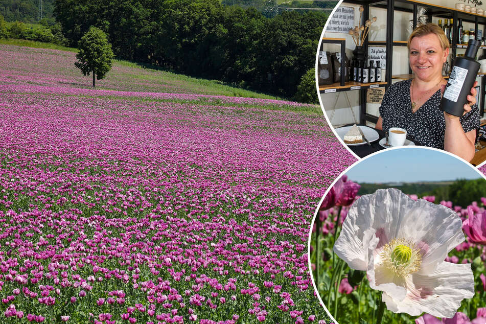 Lila Pracht, so weit das Auge reicht: In Sachsen blüht wieder der Mohn