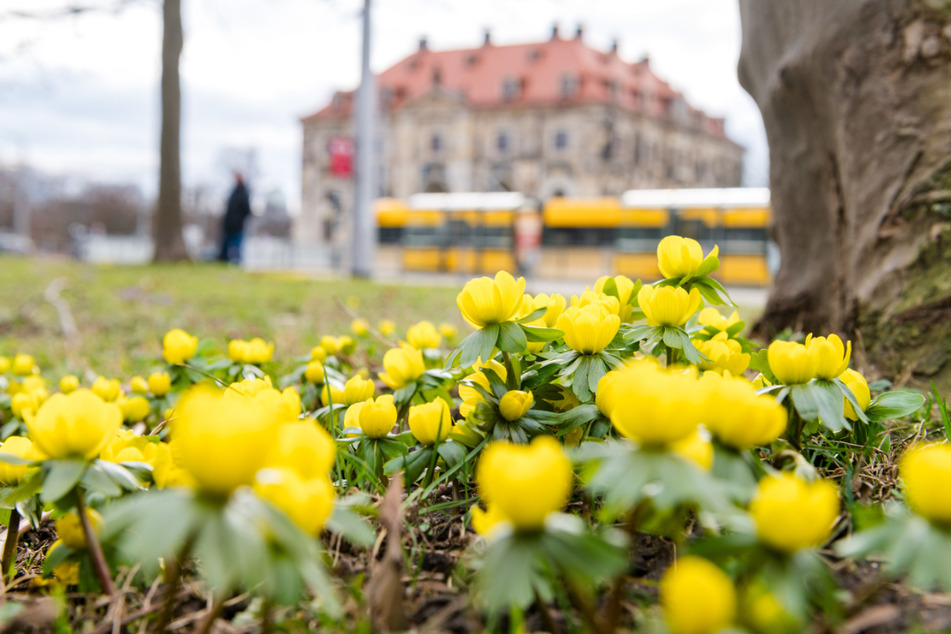 Mit ihrem satten Gelb kündigen die Winterlinge den Frühling an.