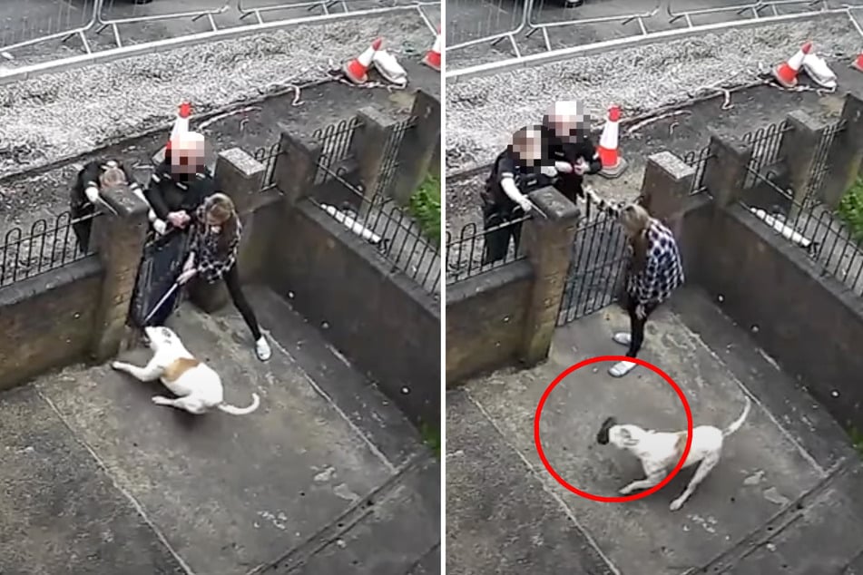 Nach rund eineinhalb Minuten gelingt es, das Tier von der Polizeibeamtin zu trennen. Der Hund schnappte sich ihren Stiefel.