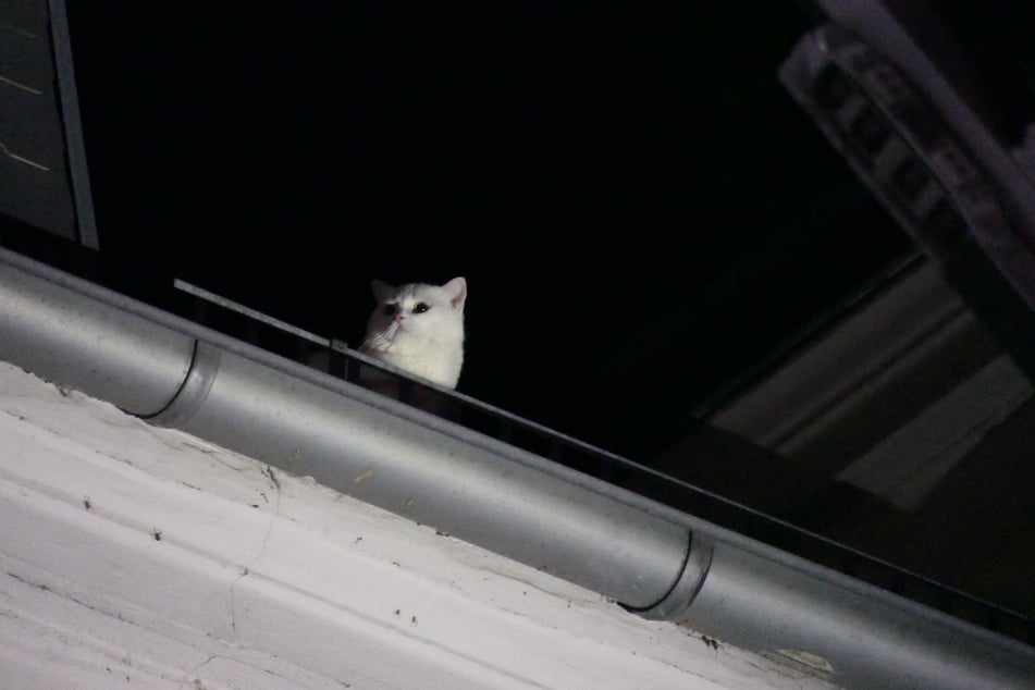 Katzendame Lulu war aus einem Fenster ausgebüxt und hatte es sich auf dem Dach gemütlich gemacht.