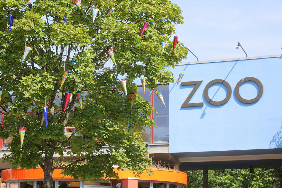 Das traditionelle Zuckertütenfest im Dresdner Zoo wird Corona-bedingt nur deutlich "abgespeckt" stattfinden können.