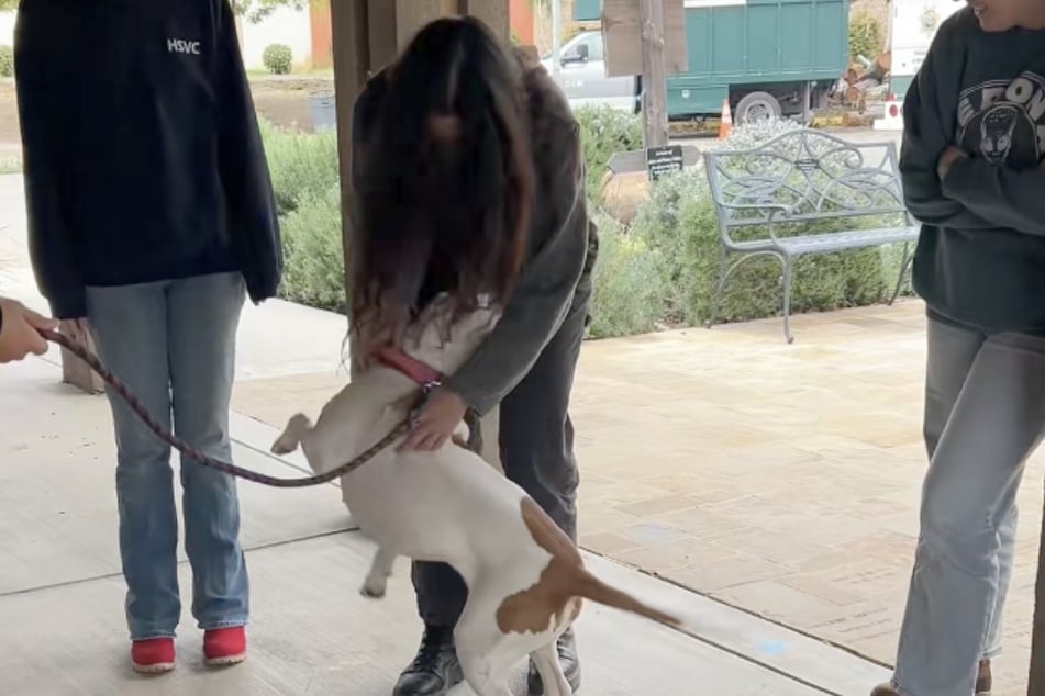 Der Pitbull erkannte seine Pfleger sofort wieder.