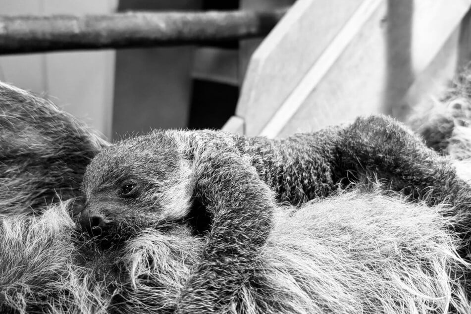 Am 7. Januar 2026 kam das Jungtier zur Welt.