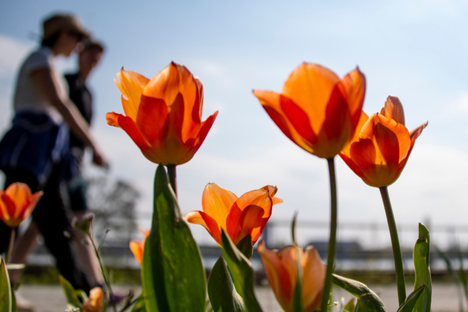Ausflügler gehen bei Sonnenschein an der Elbe entlang.