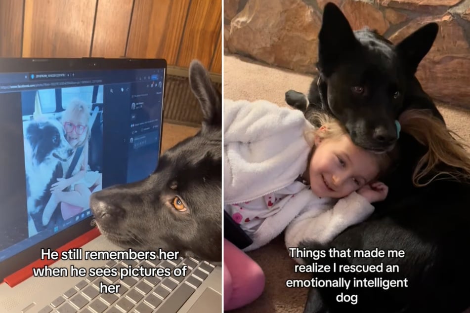 Rescue dog wows new family with his emotional intelligence