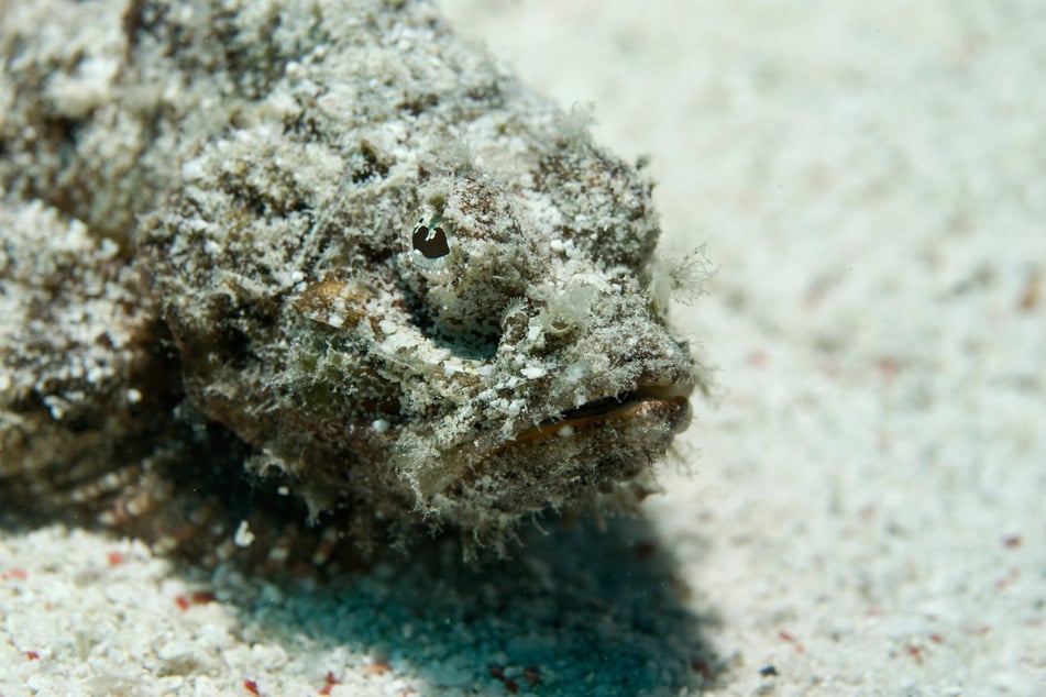 When it buries itself in the sand, the poisonous stonefish is almost invisible.