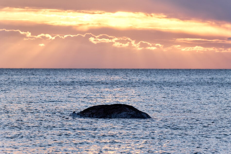 Ein toter Wal liegt vor der dänischen Insel Anholt. Unklar ist, ob es sich um den Wal "Timmy" handelt, der Ende März erstmals vor Timmendorfer Strand gestrandet war.