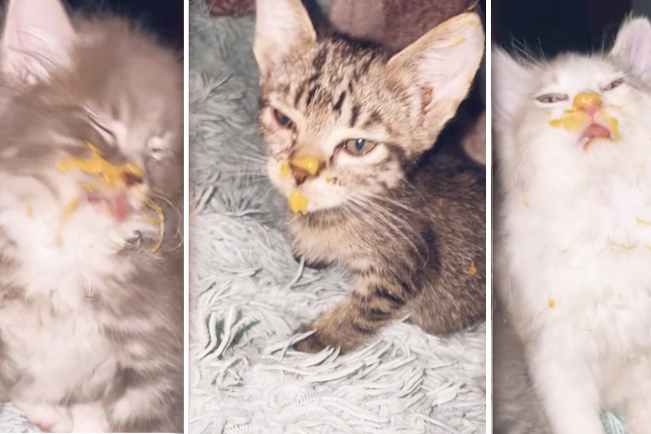 These three little cats look adorable – even though they're covered in stolen dinner!