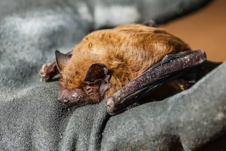 Von November bis März halten Fledermäuse wie dieser "Große Abendsegler" ihren Winterschlaf.