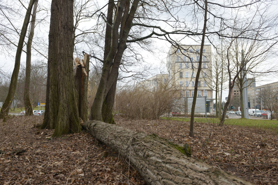 Brechende und umfallende Bäume sind gefährlich. Auch an der Schadestraße wurde 2018 schon gefällt.