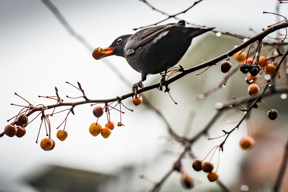 Eine Amsel vertilgt eine der orange-roten Früchte eines Zierapfelbaums. Diese gelten als ideale Nahrungsquelle für heimische Vögel.