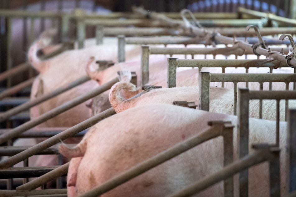 Der Schweinebestand in Bayern sinkt weiter. (Symbolbild)