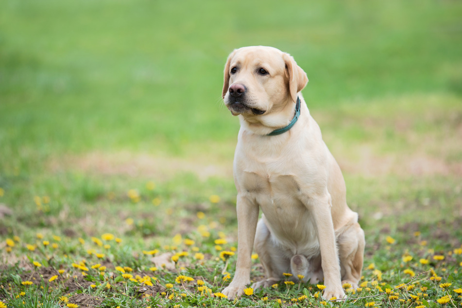 Die Polizei hat am Samstagvormittag einen Labrador von der A9 gerettet. (Symbolbild)