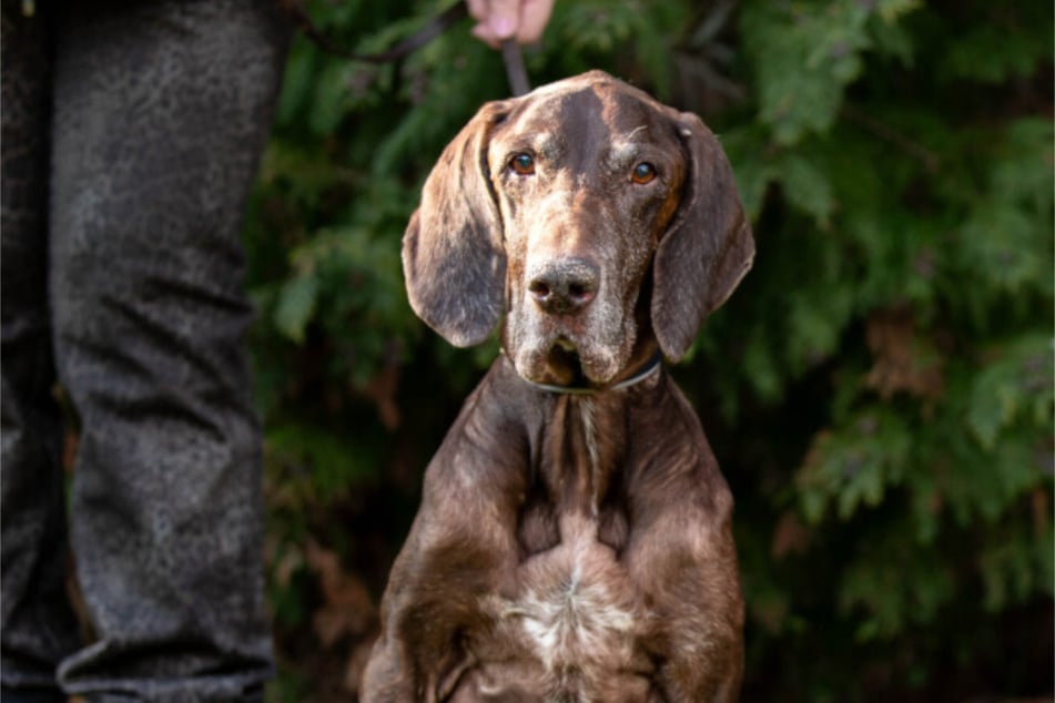 Graue Schnauze: Birko sucht auf seine alten Tage ein neues Zuhause.