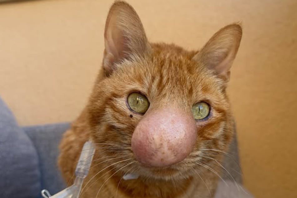 Die Nase ist gekommen, um zu bleiben. Katze Biscuit muss deswegen nicht unters Messer.