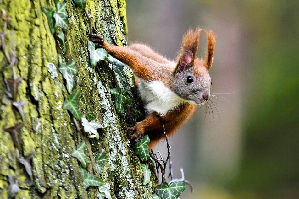 Im Schlosspark Pillnitz flitzen zahlreiche Eichhörnchen Bäume empor, springen flink über Wege und nagen an ihren Vorräten, die sie im Herbst überall versteckt haben.