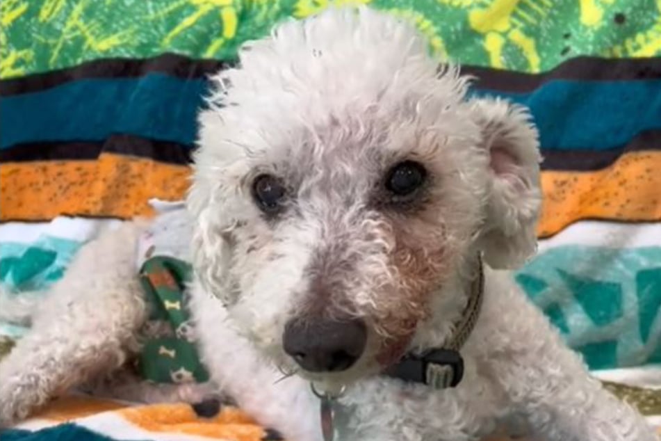 Cooper is a spry, 22-year-old doggo looking for a new home.