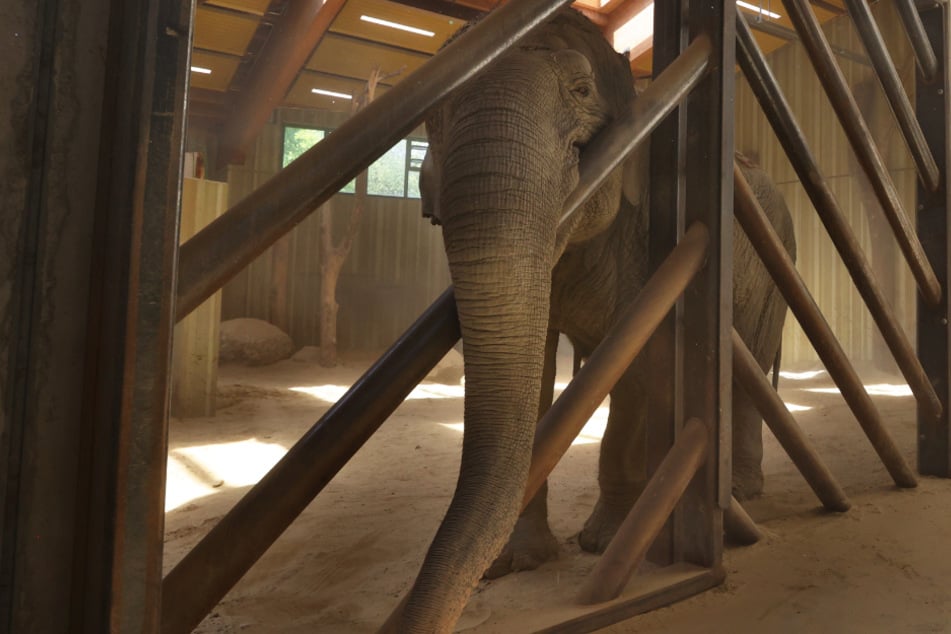 Targa lebt seit 1987 im Elefantenhaus des Augsburger Zoos.