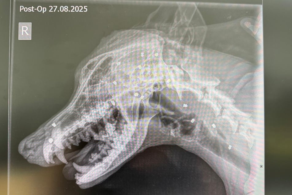 Über 40 Projektile hatte der Hund noch im Kopf stecken.