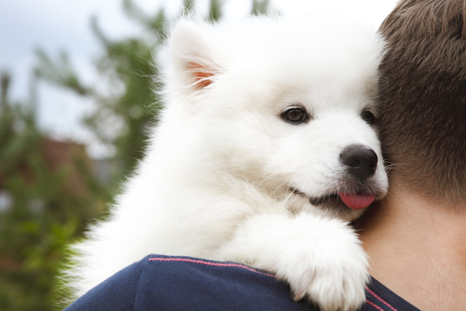 The pandemic has made many of us more likely to welcome a fluffy puppy into our homes (stock image).