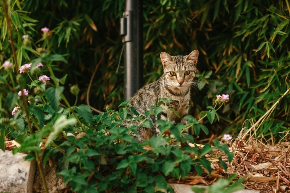 Lässt man eine Katze in den Garten, sollte man sichergehen, dass sie keine giftigen Pflanzen frisst.