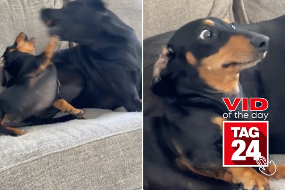 viral videos: Viral Video of the Day for May 31, 2024: Dachshund's faces go viral after getting "bullied" by big brother!