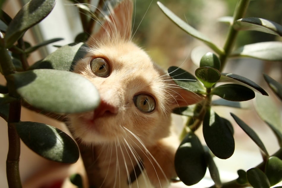 Penny trees are pretty cool, and cat lovers can rest assured that they are safe.